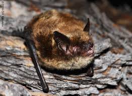 Attēlu rezultāti vaicājumam “Myotis brandtii”