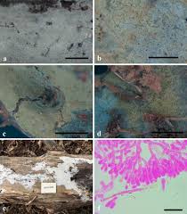 Attēlu rezultāti vaicājumam “Pistillaria sp.”