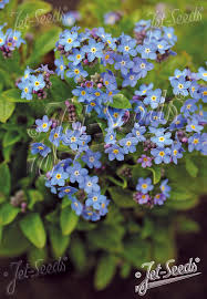 Attēlu rezultāti vaicājumam “Myosotis”