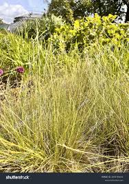 Attēlu rezultāti vaicājumam “Nardus stricta leaf”