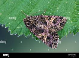 Attēlu rezultāti vaicājumam “Hadena rivularis”