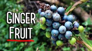 Attēlu rezultāti vaicājumam “Arctium lappa fruit”