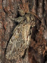 Attēlu rezultāti vaicājumam “Peridea anceps”