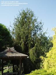 Attēlu rezultāti vaicājumam “Picea abies fo. virgata fruit”