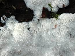 Attēlu rezultāti vaicājumam “Physisporinus sanguinolentus”