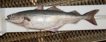 Image result for Pollachius virens