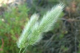 Attēlu rezultāti vaicājumam “Polypogon tentacularius”