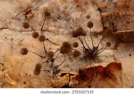 Attēlu rezultāti vaicājumam “Lignydium muscorum spores”