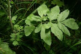 Attēlu rezultāti vaicājumam “Pastinaca sativa subsp. sylvestris leaf”