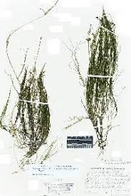 Attēlu rezultāti vaicājumam “Stuckenia filiformis flower”