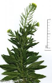 Attēlu rezultāti vaicājumam “Erysimum cheiranthoides leaf”