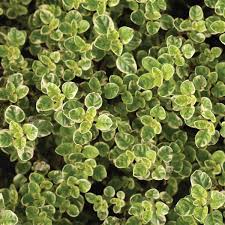 Image result for Origanum vulgare