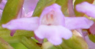 Attēlu rezultāti vaicājumam “Gymnadenia conopsea bud”