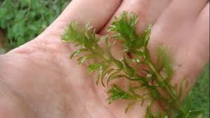 Attēlu rezultāti vaicājumam “Verrucaria hydrela”