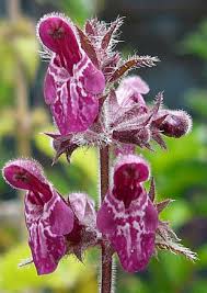 Attēlu rezultāti vaicājumam “Stachys sylvatica bud”