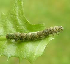 Attēlu rezultāti vaicājumam “Laspeyria flexula”