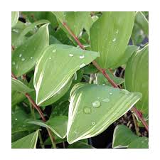 Attēlu rezultāti vaicājumam “Polygonatum odoratum leaf”