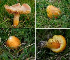Attēlu rezultāti vaicājumam “Hygrocybe acutoconica”