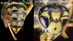Attēlu rezultāti vaicājumam “Hoplia parvula imago”