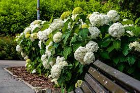 Attēlu rezultāti vaicājumam “Hydrangea arborescens flower”