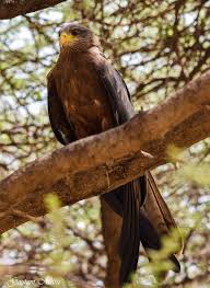 Attēlu rezultāti vaicājumam “Aquila pomarina adult”