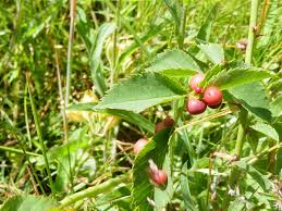 Attēlu rezultāti vaicājumam “Diplolepis eglanteriae”