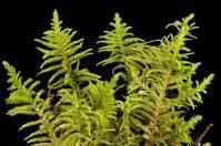 Attēlu rezultāti vaicājumam “Abietinella abietina”