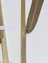 Attēlu rezultāti vaicājumam “Phalaroides arundinacea fruit”