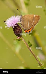 Attēlu rezultāti vaicājumam “Satyrium w-album underside”