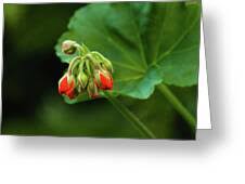 Attēlu rezultāti vaicājumam “Geranium sylvaticum bud”