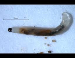 Attēlu rezultāti vaicājumam “Gynaephora selenitica larva”