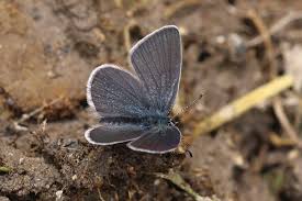 Attēlu rezultāti vaicājumam “Cupido minimus underside”