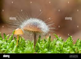 Attēlu rezultāti vaicājumam “Spinellus fusiger”