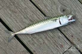 Image result for Scomber scombrus