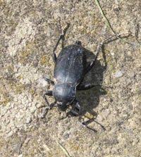 Attēlu rezultāti vaicājumam “Blaps mortisaga”