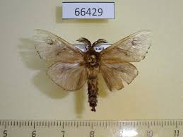 Attēlu rezultāti vaicājumam “Psychidae”