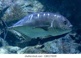 Image result for Caranx ignobilis