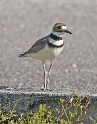 Image result for Charadrius vociferus