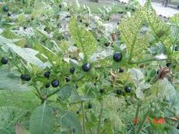 Image result for beladona