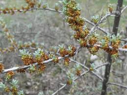 Attēlu rezultāti vaicājumam “Hippophae rhamnoides female flower”