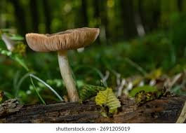 Attēlu rezultāti vaicājumam “Amanita citrina”