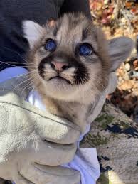 Image result for Ut Cougars