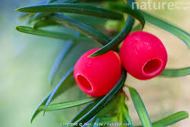 Attēlu rezultāti vaicājumam “Taxus baccata fruit”
