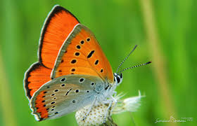 Attēlu rezultāti vaicājumam “Lycaena dispar”