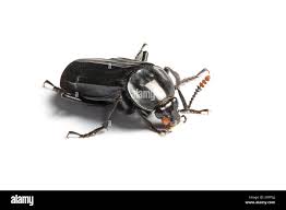 Attēlu rezultāti vaicājumam “Necrodes littoralis”