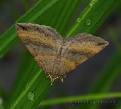 Attēlu rezultāti vaicājumam “Epirrhoe alternata”