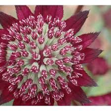Attēlu rezultāti vaicājumam “Astrantia major fruit”