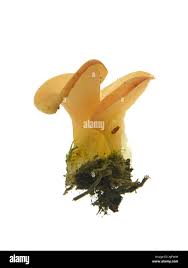 Attēlu rezultāti vaicājumam “Tremiscus helvelloides”