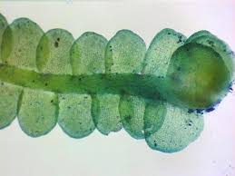 Attēlu rezultāti vaicājumam “Jungermanniopsida”