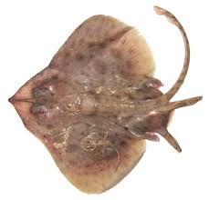 Image result for Leucoraja ocellata